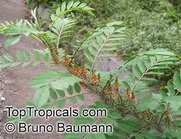 Image result for Indigofera subulifera