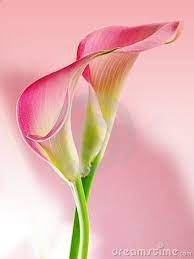 Pink Callas Lily Painting Calla Lily Calla