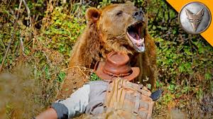 But the question remains, could the grizzlies come back? Grizzly Bear Attack Youtube