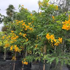 Image result for Cassia thyrsoidea