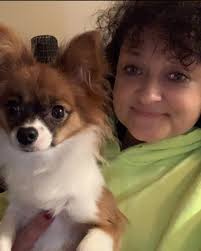 Papillons for sale or rescue in Maryland?