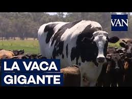 Conoce a Knickers, la vaca más grande del mundo - YouTube