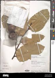 Image result for Klainedoxa