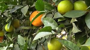 Often called a two way, cross pollinating trees are grafted onto a single root stock. Logee S 10 Variety Citrus Tree Youtube