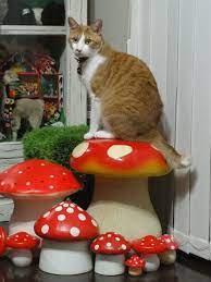 Pin On Katten1
