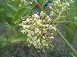 Image result for Psydrax livida