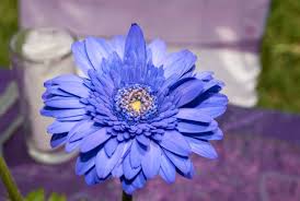 Image result for Gerbera piloselloides