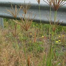 Image result for Chloris gayana