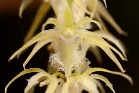 Image result for Diaphananthe