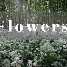 Dj Quads Flowers Non Copyrighted Music By Antoine Magalhaes