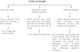 Cbse Class 10th Biology Control And Coordination