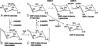 Differential Role Of Nadp And Nadph In The Activity And Structure Of Gdp D Mannose 4 6 Dehydratase From Two Chlorella Viruses Journal Of Biological Chemistry