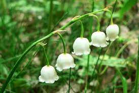 Lily Of The Valley Is Found Throughout Northern Europe And America Where It Is Common In Woodland Despite Its Pret Poisonous Plants Plants Lily Of The Valley