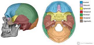Sphenoid bone (plural sphenoid bones). Sphenoid Bone Location Structure Function Teachmeanatomy