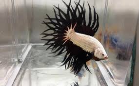 In addition to betta fish designs, you can explore the marketplace for fish, betta, and. Betta Fish Crowntail Male Vang Bettas