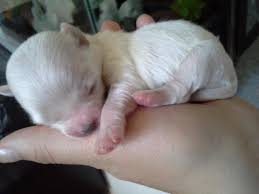 Bob gorgeous teacup maltese puppies, 1 male and 1 female, akc registered. Teacup Maltese For Sale Texas