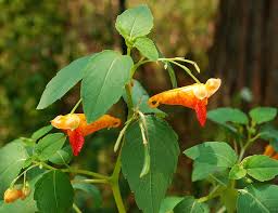 Image result for Impatiens zombensis