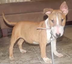 Find opening times and closing times for puppies to go in 7335 sw 8th st, miami, fl, 33144 and other contact details such as address, phone number, website, interactive direction map and nearby locations. Bull Terrier Puppies For Sale Miami Petsidi