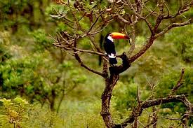 Resultado de imagem para dia nacional do cerrado