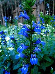 Pin On Flowering Perennial Favorites