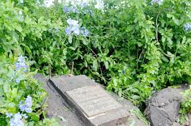 You will find below the horoscope of israel kamakawiwo'ole with his interactive chart, an excerpt of his astrological portrait and his planetary dominants. Memorial Missing The Garden Island