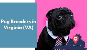Before embarking on your journey to find a pug puppy, consider whether you can accommodate. 10 Pug Breeders In Virginia Va Pug Puppies For Sale Animalfate