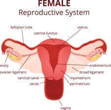These changes are not only there to make women's lives miserable, they also have a crucial function our labeled diagrams and quizzes on the female reproductive system are the best place to start. Female Reproduction Nevada Center For Reproductive Medicine