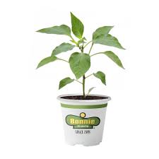 Maybe you would like to learn more about one of these? Bonnie Plants 19 3 Oz Mild Pepper Jalapeno 2501 The Home Depot