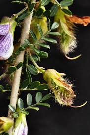 Image result for Ormocarpum