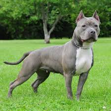 American bully puppies available now! The Brawny American Bully Critter Culture