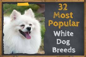 When you buy through links on our site, we may earn an affiliate commission. 32 Most Popular White Dog Breeds Furry Cute And More Zooawesome