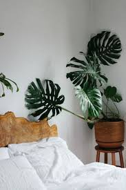 deze 5 grote kamerplanten staan prachtig bij een hoog plafond roomed slaapkamer planten minimalistische slaapkamer kleine ruimte tuinieren
