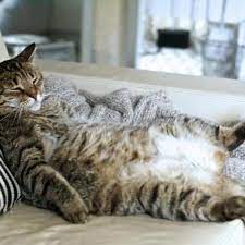 1231 x 692 jpeg 99 кб. Why Is My Cat S Belly Swollen And Hard Main Causes