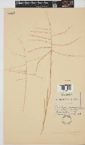 Image result for Trichoneura grandiglumis