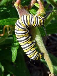 Mary Beth Breckenridge Plant Milkweed Help The Monarchs Xerces Society Milkweed Plant Plants