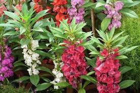 Same day delivery, low price guarantee.send flowers, baskets, funeral flowers frisco flowers for residents & visitors. Tom Thumb Hours