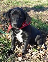 Black And White Cattle Dog Lab Mix Pin On Rescues