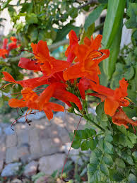 Image result for Tecomaria