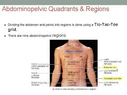 The sagittal plane is the plane that divides the body or an organ vertically into right and left sides. Abdominopelvic Regions