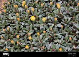 Image result for Hereroa