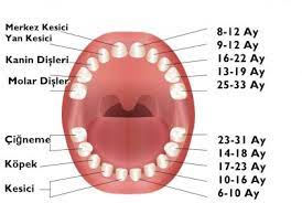 bebeklerde dis cikarma sirasi tablosu suresi bilgilerce