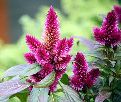 Image result for Celosia