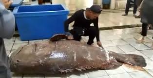 Kerapu Gergasi Dijual Pada Harga Lebih Rm13 000 Semasa Mstar