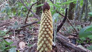 Image result for Balanophoraceae