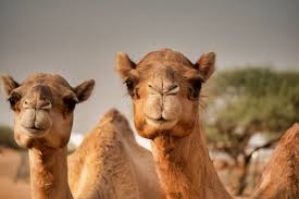 Camels usually eat their own faeces to reabsorb any remaining water in it. Jeevoka An Insight Into Animal Adaptations