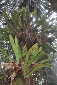 Image result for Microsorum punctatum