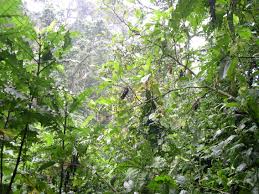 Image result for Discopodium penninervium