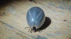 Zeckenspray Mit Schwarzkummelol Selbst Herstellen Herzenshund Kerngesund Zeckenmittel Fur Hunde Zeckenmittel Zecke