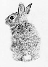 2) from the middle of the rectangle, draw one vertical and one horizontal line equally dividing the. Rabbit Drawing By Anna Shell