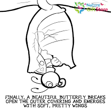 Anti stress coloring book in line art style. Butterflies Coloring Page 6 Nature Gift Store
